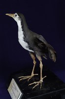 藏品(白腹秧雞)的圖片